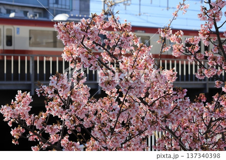 沿線の河津桜 137340398