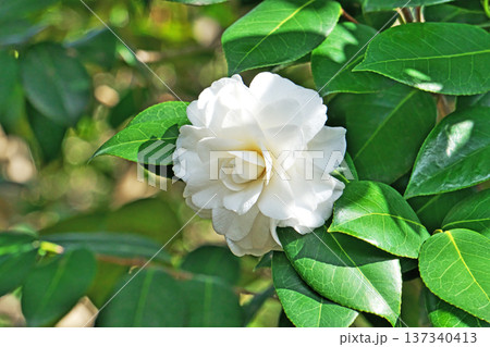 白い椿、蓮見白（ハスミジロ）の花（春、三月） 137340413