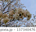 桜 137340476