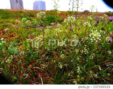 早春の荒川河川敷に咲くナズナの白い花 早春の荒川河川敷に咲くナズナの白い花 137340529