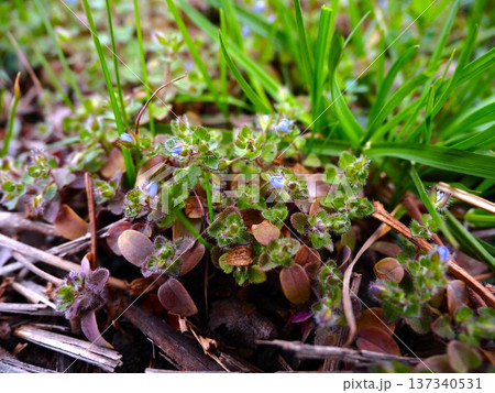 春の荒川河川敷に咲くフラサバソウの小さな青い花 137340531