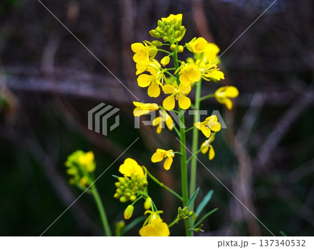 春の荒川河川敷に咲く菜の花の黄色い花 137340532