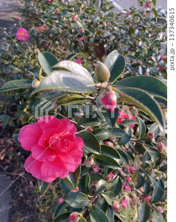 山茶花咲いた 137340615