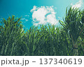 ノスタルジー　さとうきび 137340619