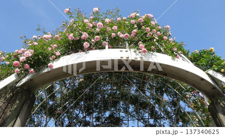 バラ園に咲くピンクのバラ 137340625