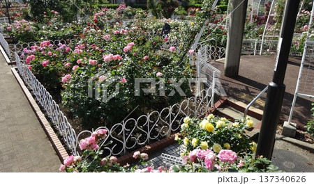 バラ園の風景 バラ園の風景 137340626