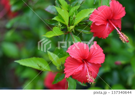 夏の花、ハイビスカス 夏の花、ハイビスカス 137340644