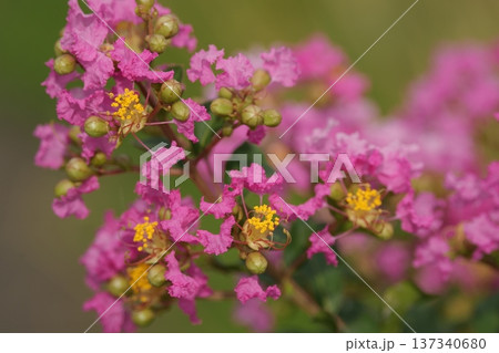 ピンク色のサルスベリの花が咲いています ピンク色のサルスベリの花が咲いています 137340680