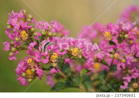 ピンク色のサルスベリの花が咲いています 137340681