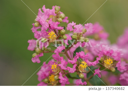 ピンク色のサルスベリの花が咲いています ピンク色のサルスベリの花が咲いています 137340682