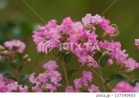 ピンク色のサルスベリの花が咲いています 137340683