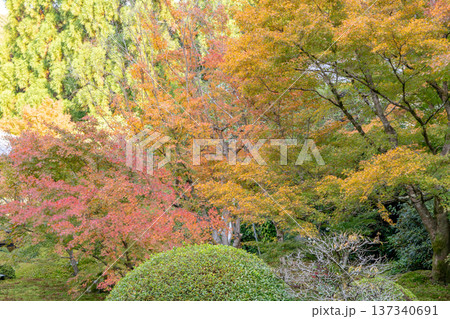 京都 東山泉涌寺別院 雲龍院(瑠璃山) 境内中庭の紅葉 京都 東山泉涌寺別院 雲龍院(瑠璃山) 境内中庭の紅葉 137340691