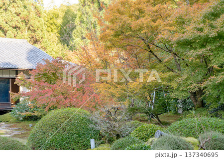 京都 東山泉涌寺別院 雲龍院(瑠璃山) 境内中庭の紅葉(大輪の間からの眺め) 京都 東山泉涌寺別院 雲龍院(瑠璃山) 境内中庭の紅葉(大輪の間からの眺め) 137340695