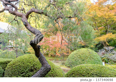 京都　東山泉涌寺別院　雲龍院（瑠璃山）　境内中庭の紅葉（大輪の間からの眺め） 137340698