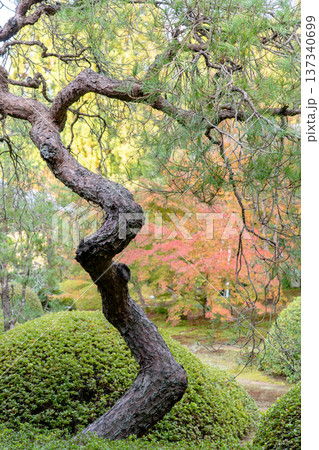 京都 東山泉涌寺別院 雲龍院(瑠璃山) 境内中庭の紅葉 京都 東山泉涌寺別院 雲龍院(瑠璃山) 境内中庭の紅葉 137340699
