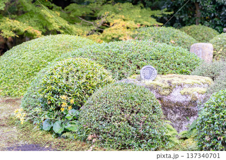京都　東山泉涌寺別院　雲龍院（瑠璃山）　境内中庭の景色（大輪の間からの眺め） 137340701