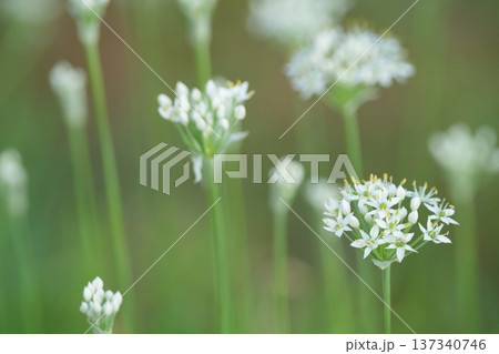 白いニラの花 137340746