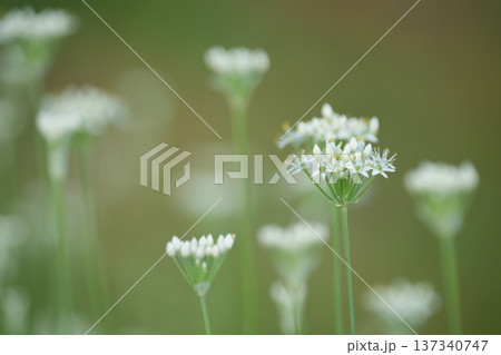 白いニラの花 137340747