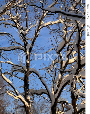 Bare tree branches catching golden winter sunlight 137340760