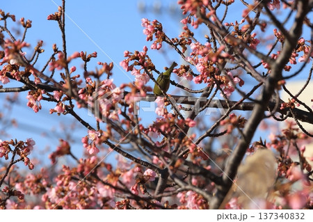 紅梅と春の鳥 137340832
