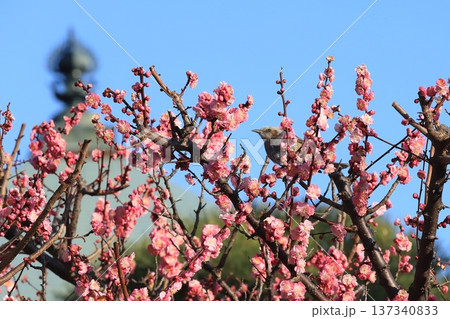 紅梅と春の鳥 137340833