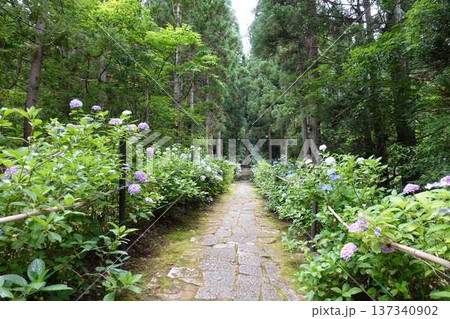 満開のアジサイ　紫陽花　あじさい　出塩文殊堂　山形市 137340902