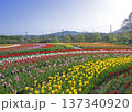 秦野戸川公園のチューリップ祭りのカラフルなチューリップ畑 137340920