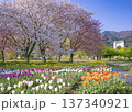 秦野戸川公園の満開の八重桜とチューリップ畑の後ろに風のt吊り橋が見える風景 137340921