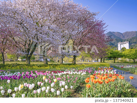 秦野戸川公園の満開の八重桜とチューリップ畑の後ろに風のt吊り橋が見える風景 秦野戸川公園の満開の八重桜とチューリップ畑の後ろに風のt吊り橋が見える風景 137340921