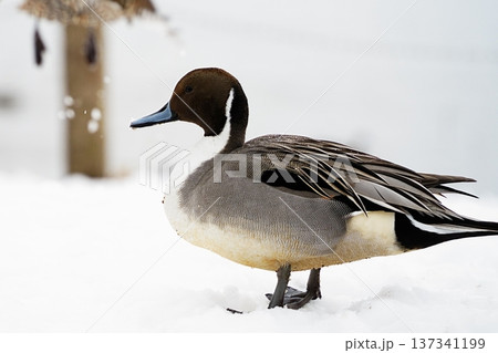 池に飛来した冬鳥 池に飛来した冬鳥 137341199