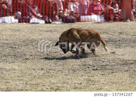 ボールを追いかける警備犬 ボールを追いかける警備犬 137341287