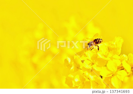 菜の花の蜜を吸うミツバチ 菜の花の蜜を吸うミツバチ 137341693