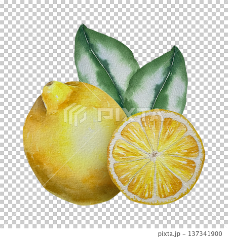 Watercolor illustration of whole lemon and round slice with leaves in natural yellow and green palette. Illustration for beverage packaging, eco branding and culinary projects. 137341900