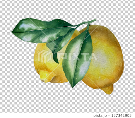 Watercolor illustration of two lemons with green leaves in natural yellow and green palette. Illustration for food packaging, beverages, menu design, farm branding and summer layouts. Watercolor illustration of two lemons with green leaves in natural yellow and green palette. Illustration for food packaging, beverages, menu design, farm branding and summer layouts. 137341903