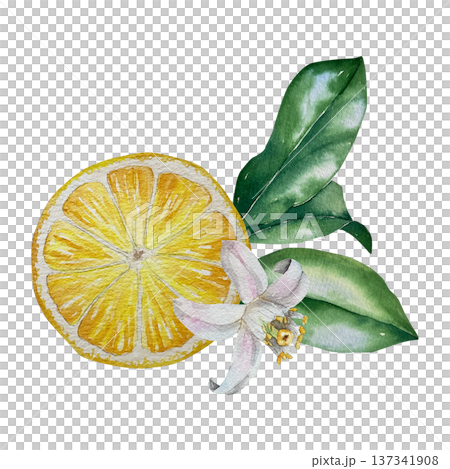 Watercolor illustration of round lemon slice with green leaves and white blossom in yellow-green palette. Illustration for beverage packaging, confectionery branding and summer collections. Watercolor illustration of round lemon slice with green leaves and white blossom in yellow-green palette. Illustration for beverage packaging, confectionery branding and summer collections. 137341908