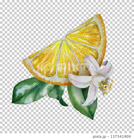 Watercolor illustration of lemon wedge with green leaves and white blossom in yellow-green palette. Illustration for beverage packaging, dessert branding and summer menu design. Watercolor illustration of lemon wedge with green leaves and white blossom in yellow-green palette. Illustration for beverage packaging, dessert branding and summer menu design. 137341909
