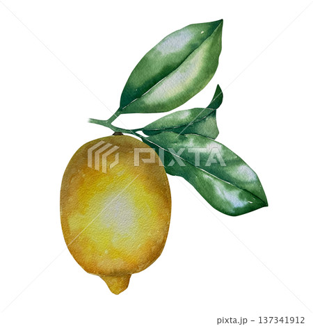 Watercolor illustration of ripe lemon with green leaves in natural yellow-green palette. Illustration for beverage packaging, farm branding, menu design and summer culinary projects. 137341912