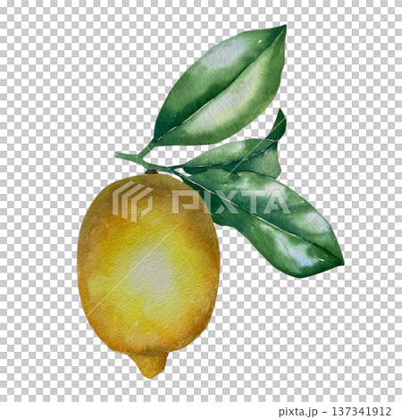 Watercolor illustration of ripe lemon with green leaves in natural yellow-green palette. Illustration for beverage packaging, farm branding, menu design and summer culinary projects. 137341912