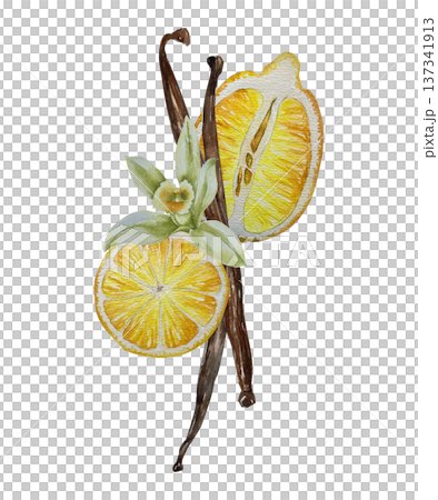 Watercolor illustration of lemon slices with seeds and vanilla pods with blossom. Illustration for dessert packaging, fragrance design and natural culinary branding. Watercolor illustration of lemon slices with seeds and vanilla pods with blossom. Illustration for dessert packaging, fragrance design and natural culinary branding. 137341913
