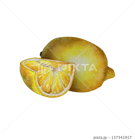 Watercolor illustration of whole lemon and slice with juicy pulp and golden yellow tones. Illustration for food packaging, beverages, menu design, culinary branding and summer layouts. Watercolor illustration of whole lemon and slice with juicy pulp and golden yellow tones. Illustration for food packaging, beverages, menu design, culinary branding and summer layouts. 137341917