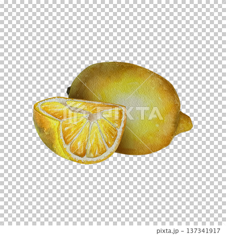 Watercolor illustration of whole lemon and slice with juicy pulp and golden yellow tones. Illustration for food packaging, beverages, menu design, culinary branding and summer layouts. Watercolor illustration of whole lemon and slice with juicy pulp and golden yellow tones. Illustration for food packaging, beverages, menu design, culinary branding and summer layouts. 137341917