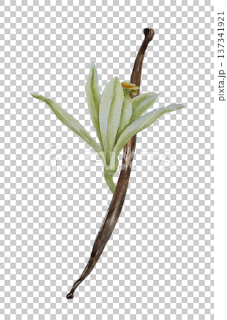 Watercolor illustration of vanilla flower with leaf and brown pod in botanical style. Illustration for spice packaging, confectionery branding, cosmetic label, perfume design and festive decor. Watercolor illustration of vanilla flower with leaf and brown pod in botanical style. Illustration for spice packaging, confectionery branding, cosmetic label, perfume design and festive decor. 137341921