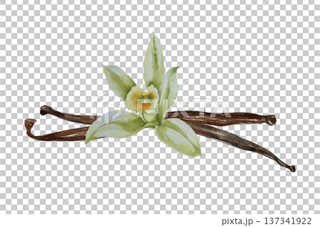 Watercolor illustration of vanilla flower with leaf and brown pod in botanical style. Illustration for spice packaging, confectionery branding, cosmetic label, perfume design and festive decor. Watercolor illustration of vanilla flower with leaf and brown pod in botanical style. Illustration for spice packaging, confectionery branding, cosmetic label, perfume design and festive decor. 137341922