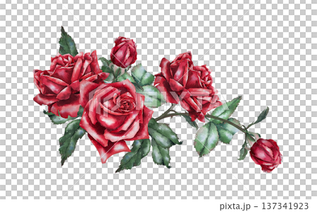 Horizontal composition of red roses with buds and green leaves, watercolor illustration in botanical realistic style. For wedding decor, greeting card, banner, floristry, packaging and festive design. Horizontal composition of red roses with buds and green leaves, watercolor illustration in botanical realistic style. For wedding decor, greeting card, banner, floristry, packaging and festive design. 137341923