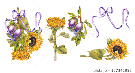 Watercolor illustration set bunch purple plums and yellow sunflowers tied with violet ribbon in rustic botanical style. Illustration for autumn decor jam packaging kitchen textiles and seasonal cards. 137341955