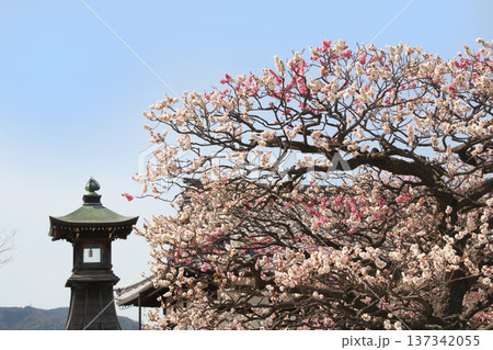 中山観音公園の梅林 中山観音公園の梅林 137342055