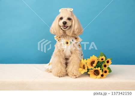 ブルーバックとひまわりと笑うマルプーのパンナ 137342150