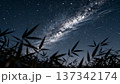 竹のシルエット越しに輝く天の川と星空 137342174