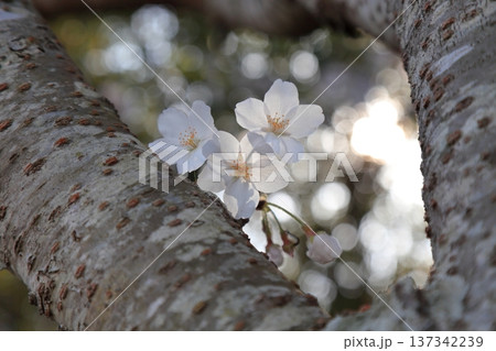 幹から咲く桜の花 幹から咲く桜の花 137342239