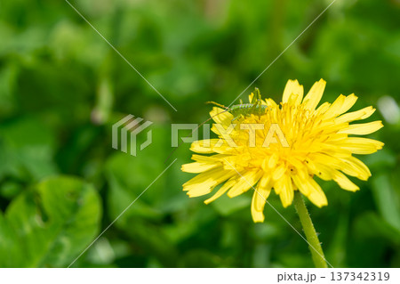タンポポの花の上で休むキリギリスの幼虫 タンポポの花の上で休むキリギリスの幼虫 137342319